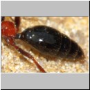 Methocha ichneumonides - Trugameise w10c 8mm.jpg